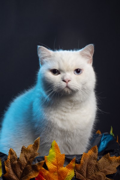 Retratos para tus peluditos