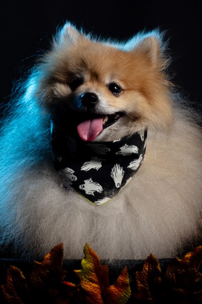 Pequeño espíritu de otoño