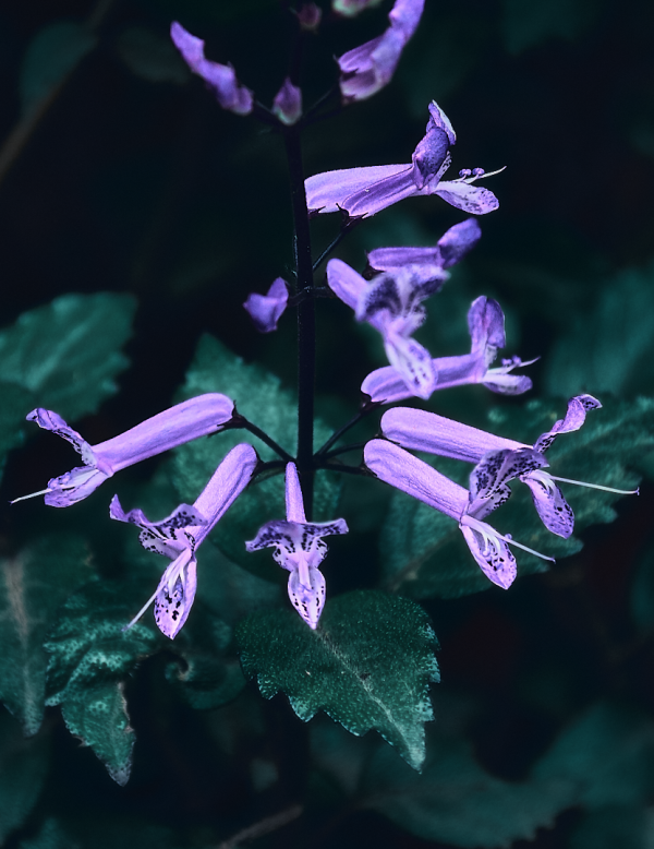 Fotografía Editorial de Naturaleza