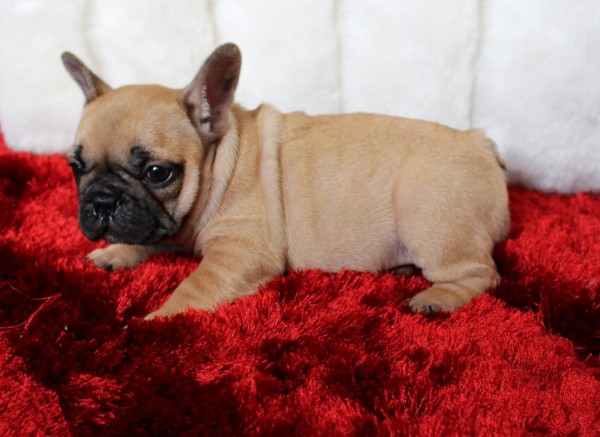 Bull dog Frances